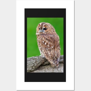 Tawny Owl Posters and Art